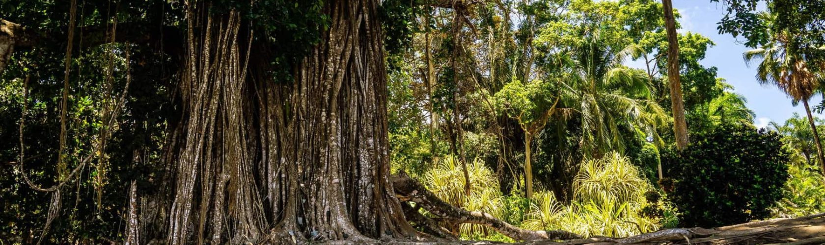 COSTA RICA 3 Mangroves eelco-bohtlingk-TcpIlRrBPcQ-unsplash