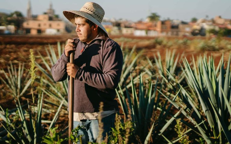 Pineaple farming in Mexico ©Los muertos crew on Pexels-10039970-min